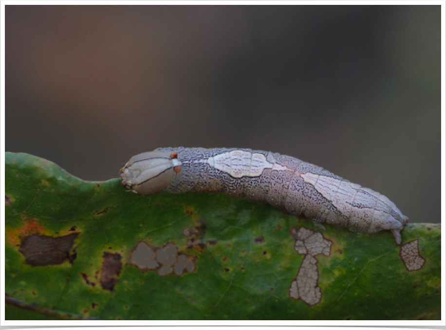 White-blotched Heterocampa on Oak
Heterocampa umbrata
Early County, Georgia